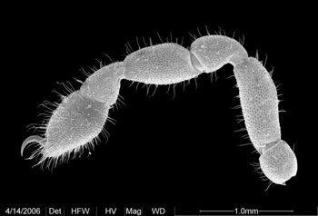 Media type: image;   Invertebrate Zoology 133769